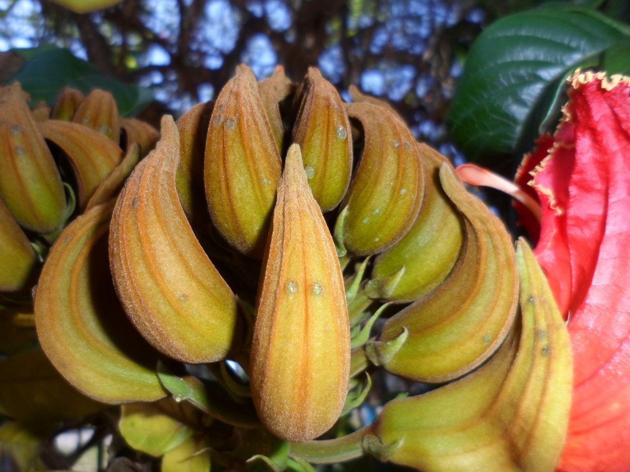 CLOSE-UP OF BANANAS