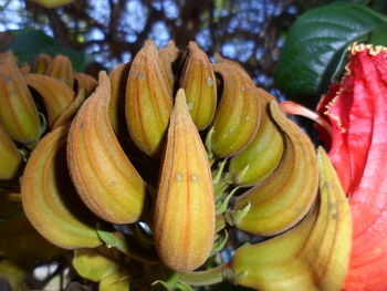 Close-up of bananas growing on plant