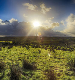 Scenic view of field against bright sun