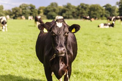 Cows in a field