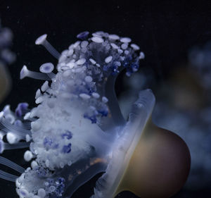 Close-up of jellyfish swimming in sea