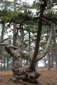Trees in forest
