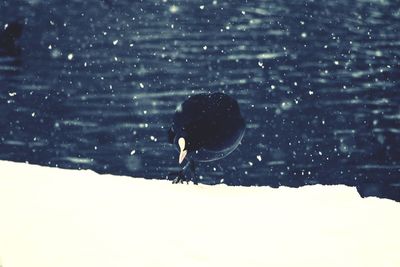 Birds on snow covered landscape