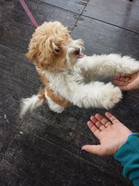 Close-up of puppy on hand