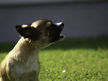 Dog looking away on field