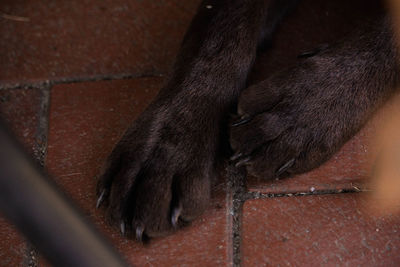 High angle view of dog