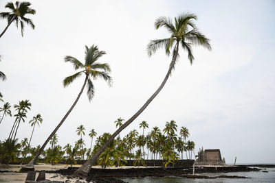 Low angle view of coconut palm trees against sky