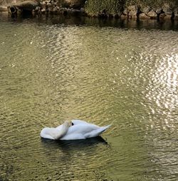 Swan swimming in lake