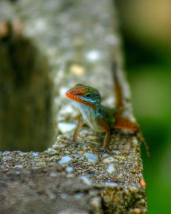 Close-up of lizard