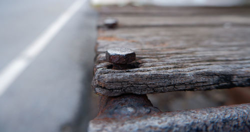 Close-up of lizard on rusty metal