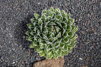 High angle view of succulent plant on field