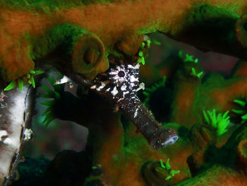 Close-up of fish swimming in aquarium