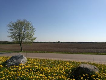 Scenic view of field against clear sky