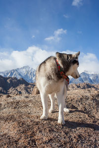 Dog standing on mountain against sky
