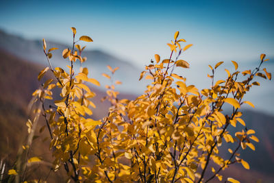 Close-up of yellow flowering plant against sky