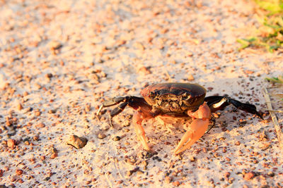 Close-up of insect on sand