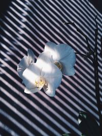 Close-up of white flowers