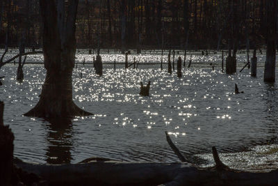Scenic view of lake in forest