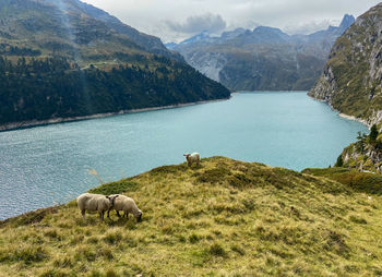 Sheep above lake zervreila