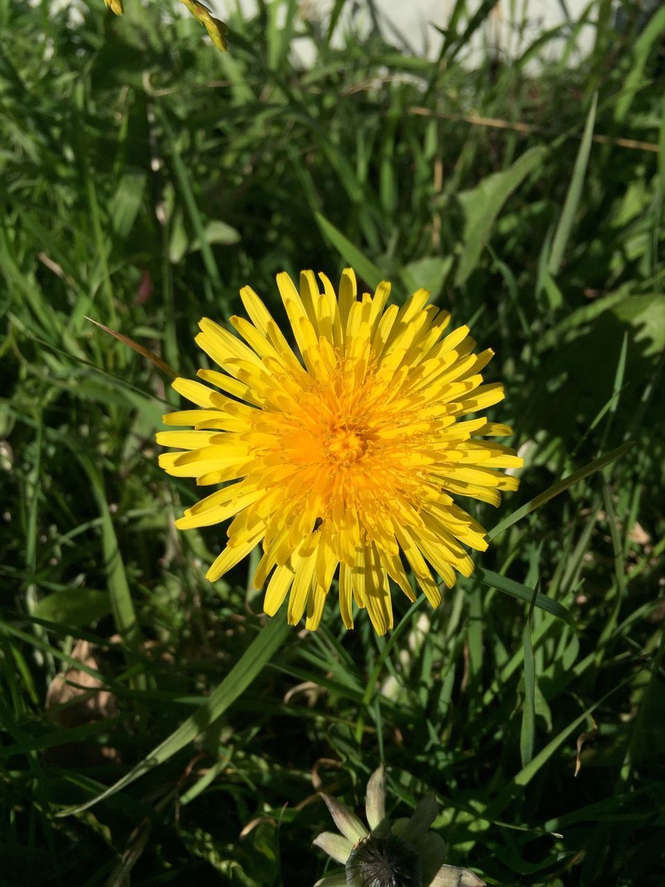 CLOSE-UP OF YELLOW FLOWER ON PLANT