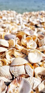 Close-up of shells on beach