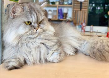 Cat lying on table at home