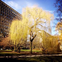 Bare trees in park