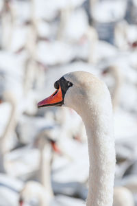 Close-up of swan in water