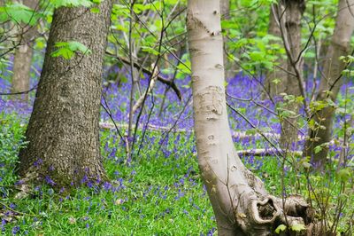 Close-up of tree trunk in forest