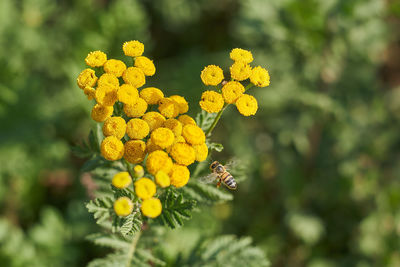 Close-up of yellow flowering plant