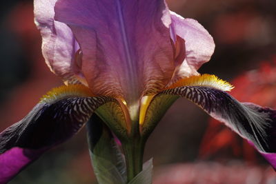 Close-up of purple flowering plant