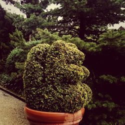 Plants growing on tree