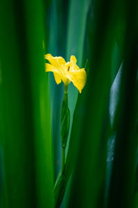 Close-up of yellow flowering plant