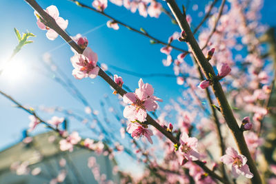 Low angle view of flowers on branch