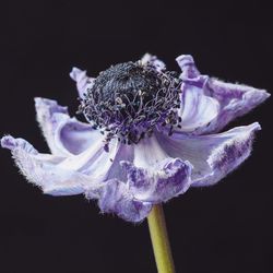 Close-up of purple flower against black background