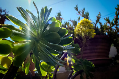 Close-up of flower tree against sky