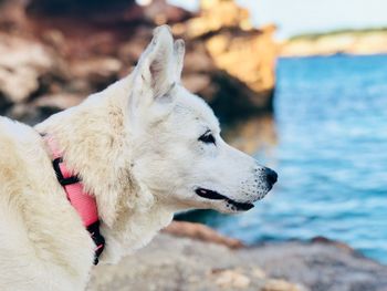 Close-up of dog at beach