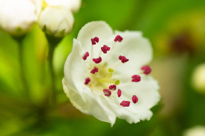 Close-up of white rose against blurred background