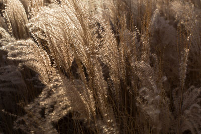 Close-up of plants