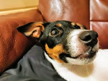 Close-up portrait of dog relaxing on sofa at home