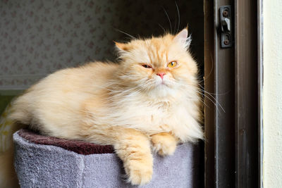 Close-up portrait of a cat