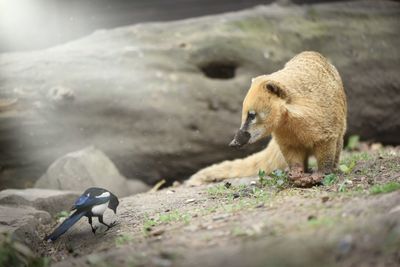 View of two birds on land