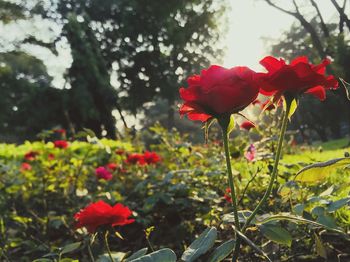 Close-up of red flowering plants on field