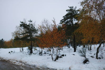 Trees against sky during winter