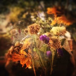 Close-up of multi colored flowers