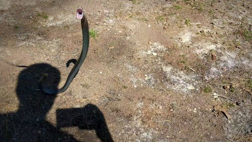 Shadow of bird on field