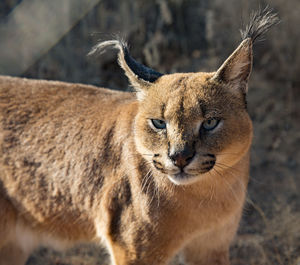 Close-up portrait of a cat