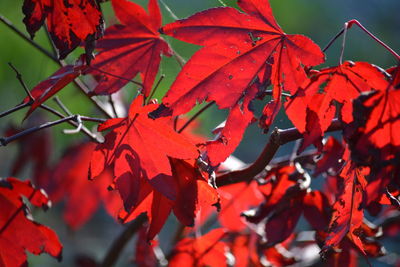 Close-up of leaves on branch