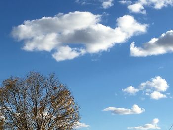 Low angle view of tree against sky