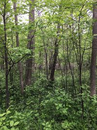 Trees in forest